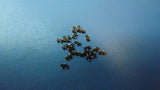 (50 PCS) SMBT2222AE6327 INFINEON Trans GP BJT NPN 40V 0.6A 3-Pin SOT-23