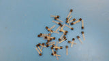 (10 PCS) 2N4126 NSC TRANSISTOR, PNP, GENERAL PURPOSE, PKG STYLE TO-92